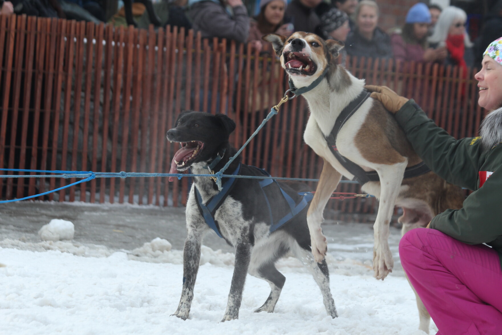 Fur Rondy's sled dog sprint races draw a large crowd to downtown Anchorage