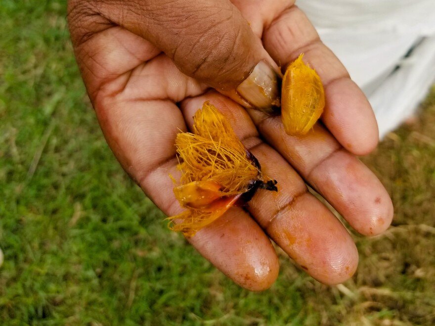 Oil palm grower Sampath displays fruit from his oil palm trees. The fruit is pressed to make palm oil, one of the cheapest cooking oils.