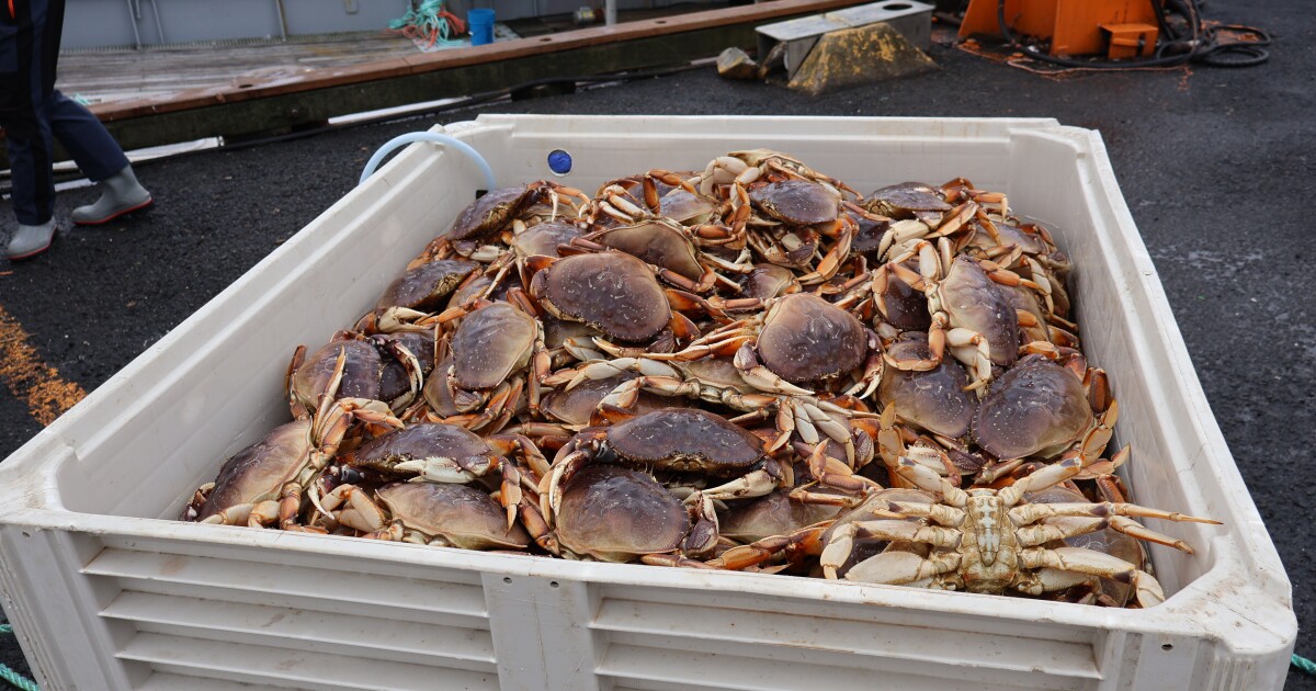 Oregon Fish and Wildlife Commission denies petition to alter Dungeness crabbing rules