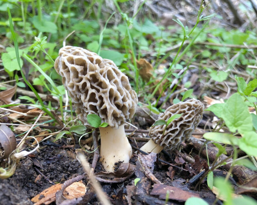 A morel mushroom. (credit: Fluff Berger / Wikimedia Commons)