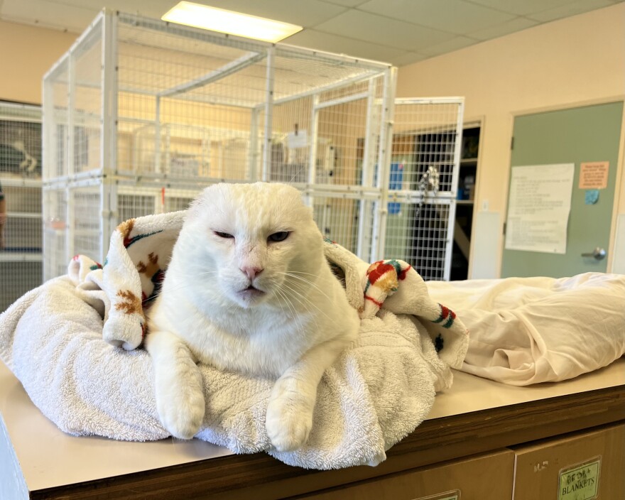 Snowball is one of the cats up for adoption through the Cal Poly Cat Program.