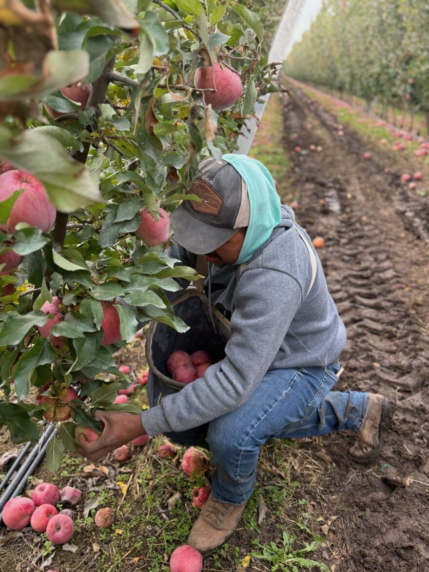 A picker harvests ripe Pink Ladies apples from a long, carefully pruned row of trees near Union Gap in central Washington, in late October 2025.