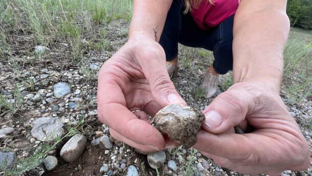 Joyce Fetrow picks through rocks in a gravel field east of Gaylord, Michigan on July 7, 2023. A “keeper” can be anything Joyce finds interesting. (credit: Michael Livingston)