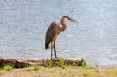 A great blue heron at Miller Park Lake in Bloomington standing on a log on the shoreline.