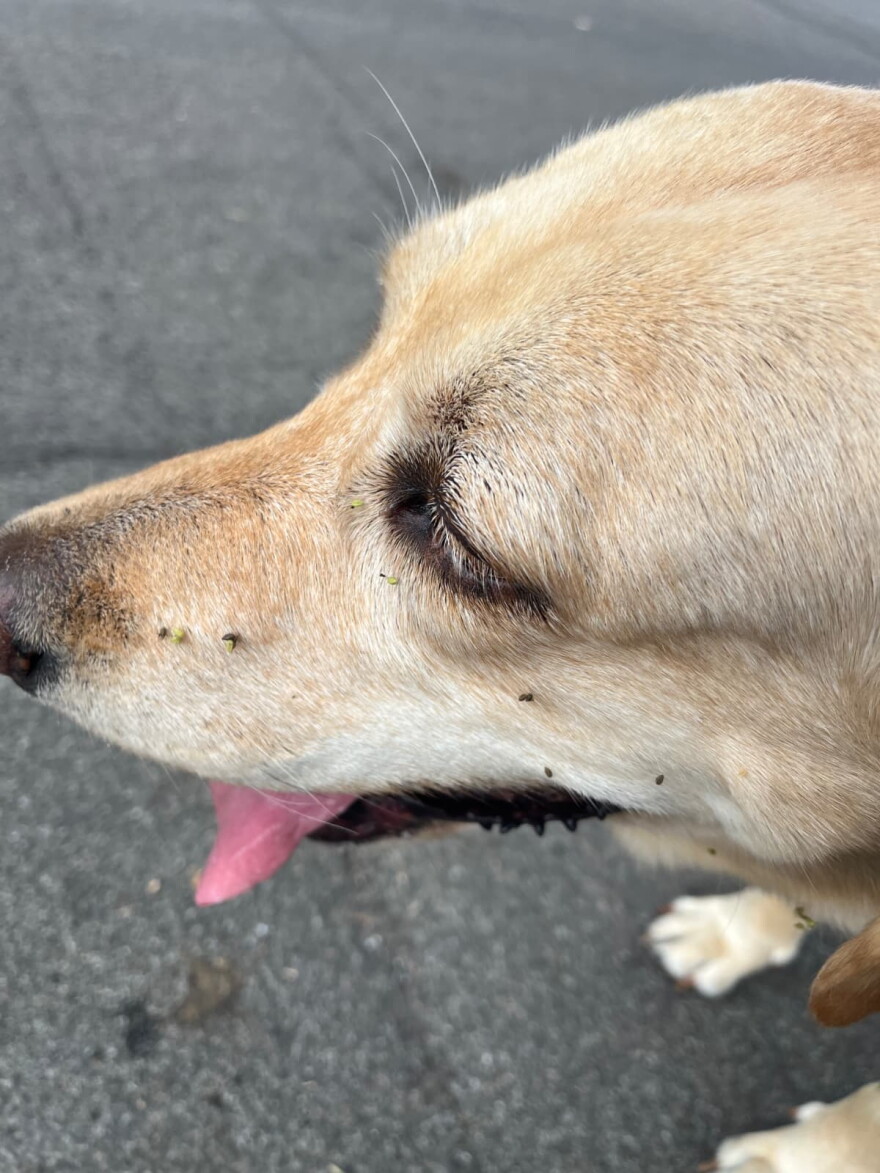 A profile of a yellow lab whose snout is dusted with sticker burrs. 