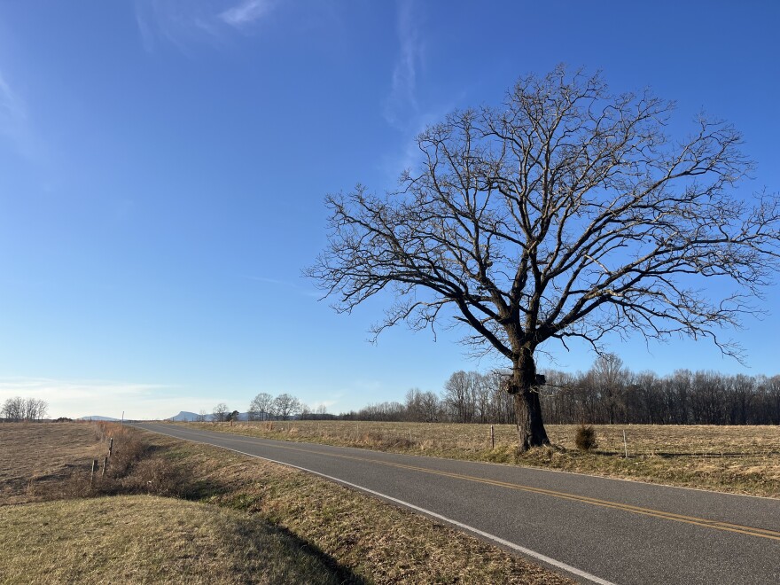 A large tree stands along rural road cutting through open fields 