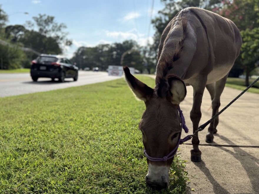 Darla the donkey grazed on the side of the road during the rally against data centers in Chesapeake Aug. 18.