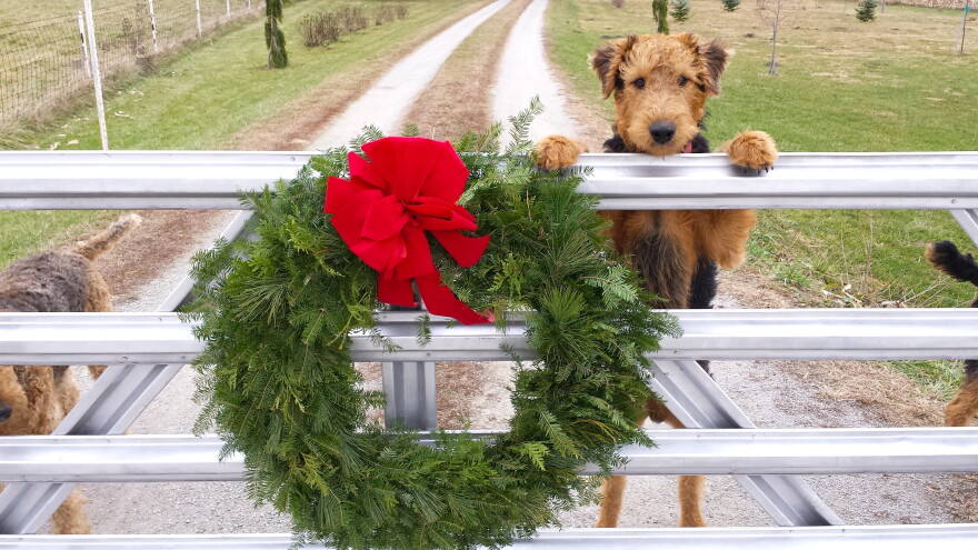 Community producer Renee Wilde investigates the holiday legend of animals talking on Christmas Eve.