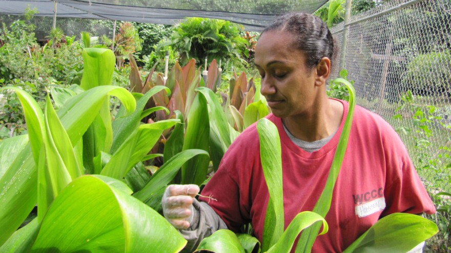 Women's Correctional Community Center inmate Lilian Hussein checks on ti leaves she planted as part of the prison's farming and gardening program in Kailua, Hawaii. The green ti leaves are often used to wrap food or weave into leis.