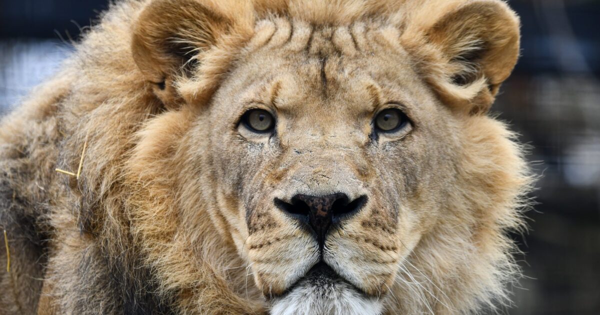 Potter Park Zoo's African lion receives treatment after spinal disease diagnosis