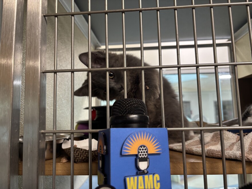 Kitten available for adoption at MHHS
