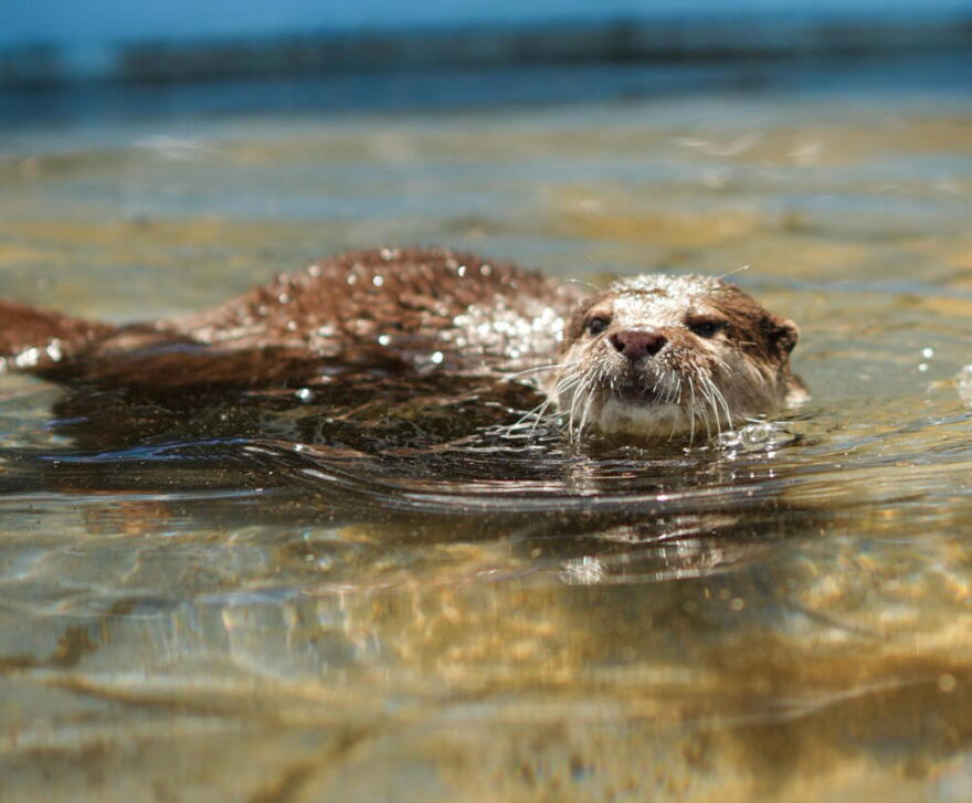 Splash the otter can find human remains under water. (Courtesy of Michael Hadsell)