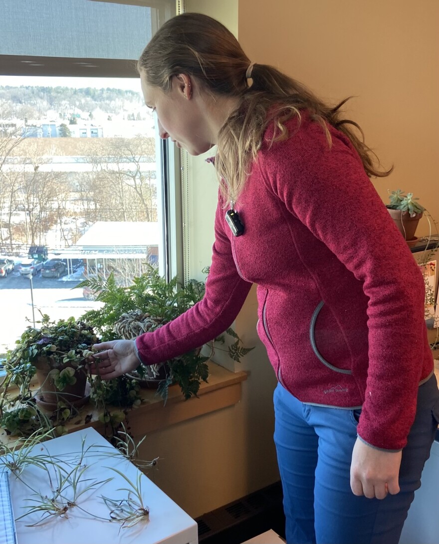 A woman looks at plants in an office.