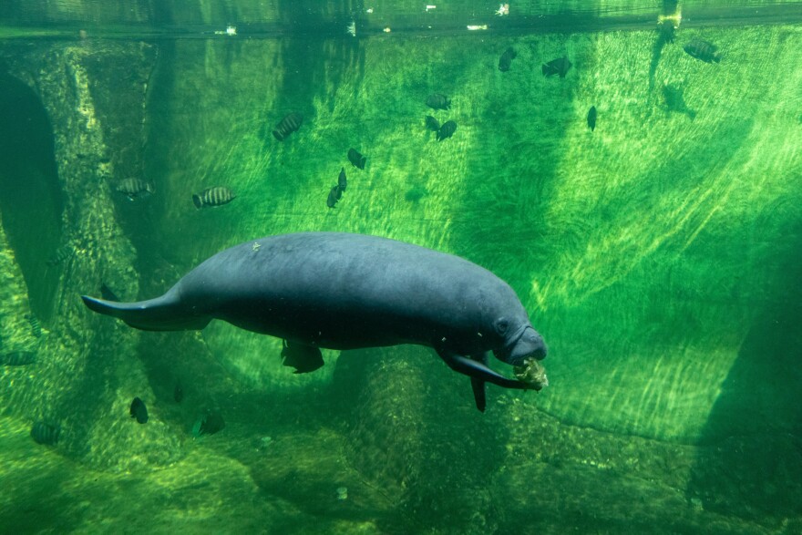 Manatees or "sea cows" are aquatic herbivores that can spend up to 8 hours a day grazing on seagrass and other types of aquatic plants.