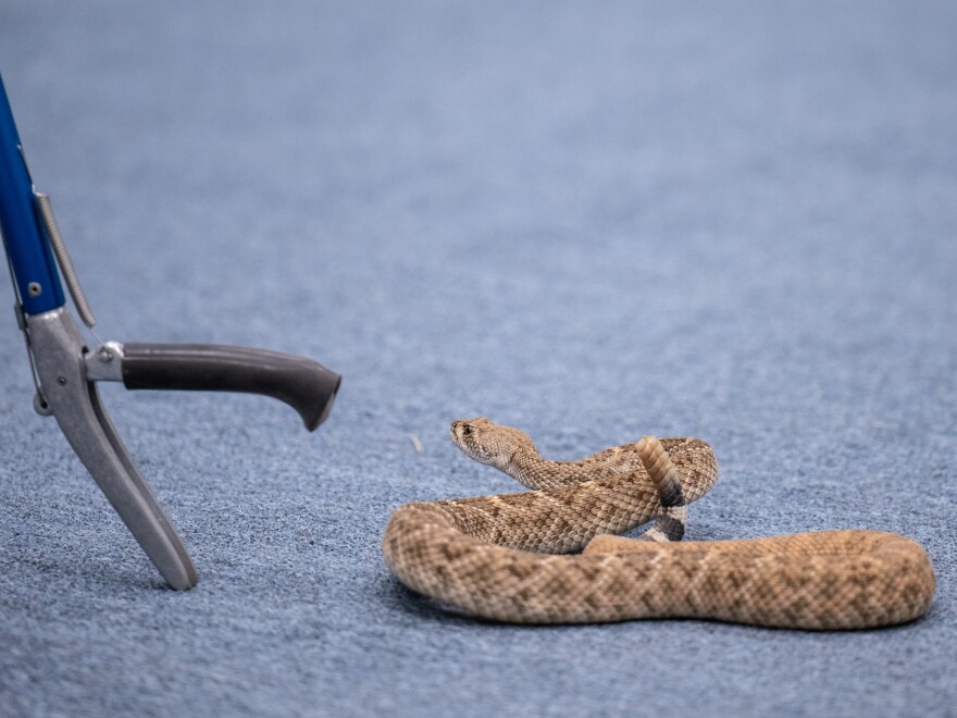 A Phoenix Herpetological Society rattlesnake class attendee moves to pick up a Western Diamondback Rattlesnake with snake tongs under the supervision of instructor Cale Morris at the Florence Ely Nelson Desert Park in Scottsdale, Arizona.