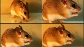 Spiny mice eat the fruit of the mignonette bush but spit out the seeds