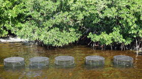 Five "herbivore exclusion cages" rest over planted seagrass to protect seedlings from being grazed before becoming established.