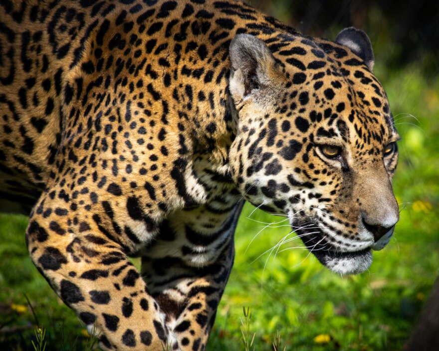 Mesker Park Zoo's jaguar Beliza