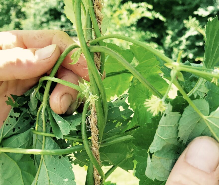 Hops bines, or flexible stems, grow along twine or other structures.