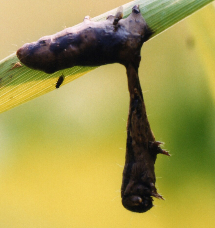 Caterpillars infected with baculovirus climb to the tops of trees, where they melt and drip the virus onto the foliage below. There, it's eaten by other caterpillars.