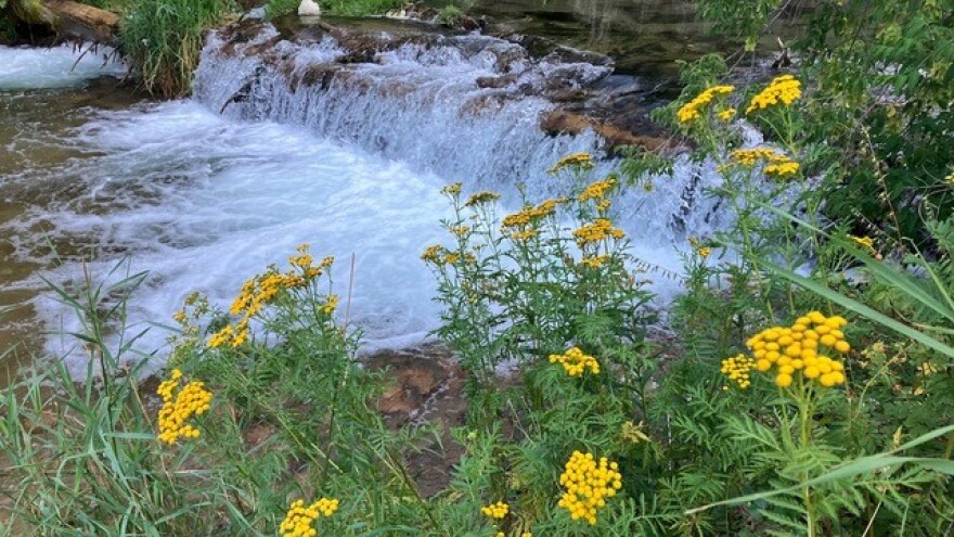 A fallen tree creates a small waterfall on Spearfish Creek up the canyon.