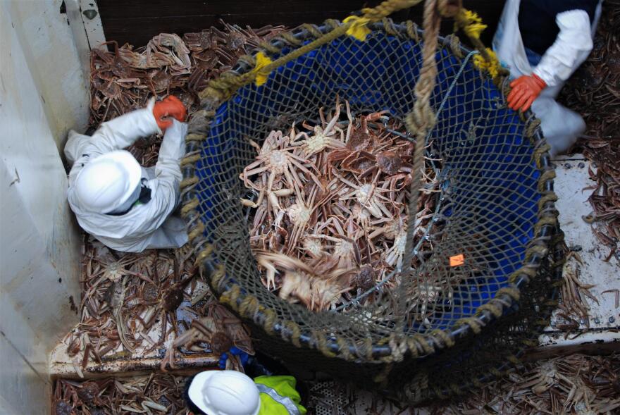 The crew of the F/V Polar Sea offloads Opilio crab in Unalaska. (Laura Kraegel/KUCB)