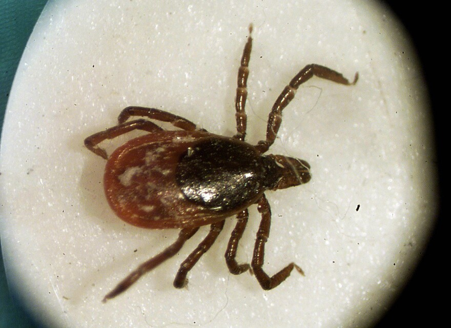 A deer tick, which can spread Lyme disease.