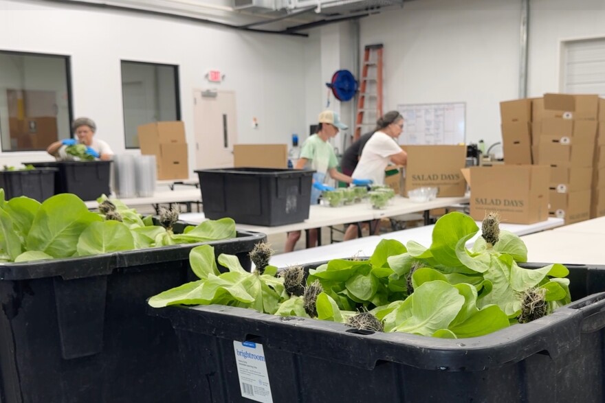 This image made from video shows bins of lettuce heads on a conveyor belt as Salad Days employees box them for distribution Friday, July 31, 2026, in Flora, Miss. (AP Photo/Sophie Bates)