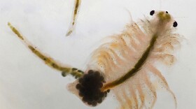 Two feathery pink brine shrimp on a white background
