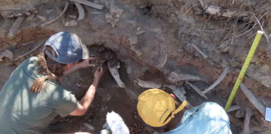 Two students look at bones that have been buried underneath layers of dirt.