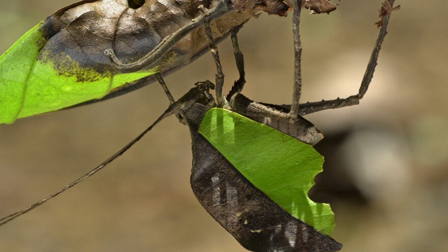 Mimetica mortuifolia