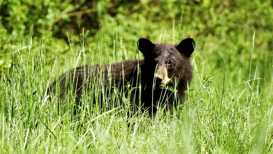 Black bears, like this one pictured in the Great Dismal Swamp National Wildlife Refuge in Suffolk, Virginia, are rarely seen in Indiana.