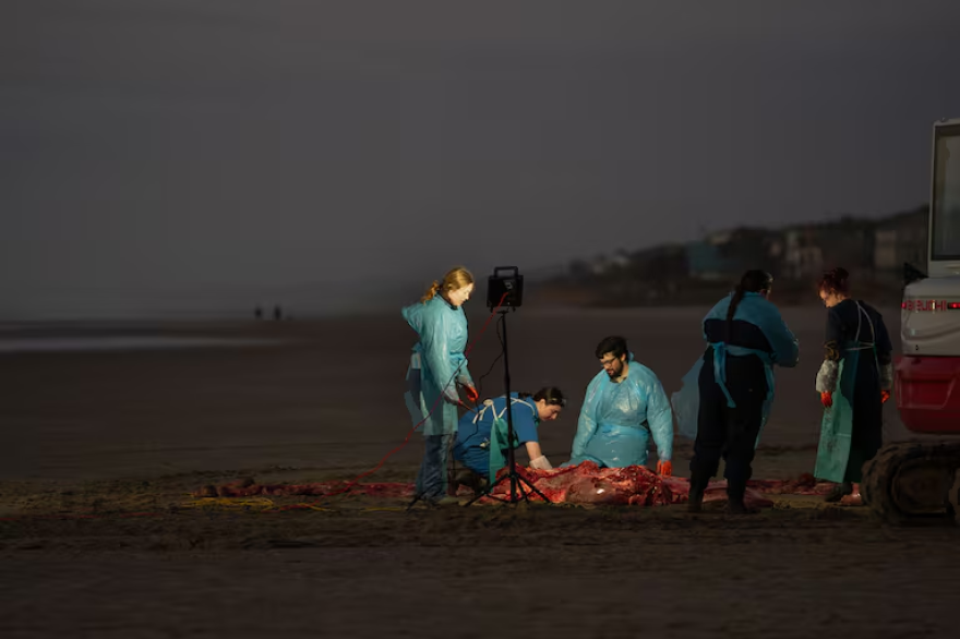 People in protective gear are bent over the remains of a whale on a beach while performing a necropsy.