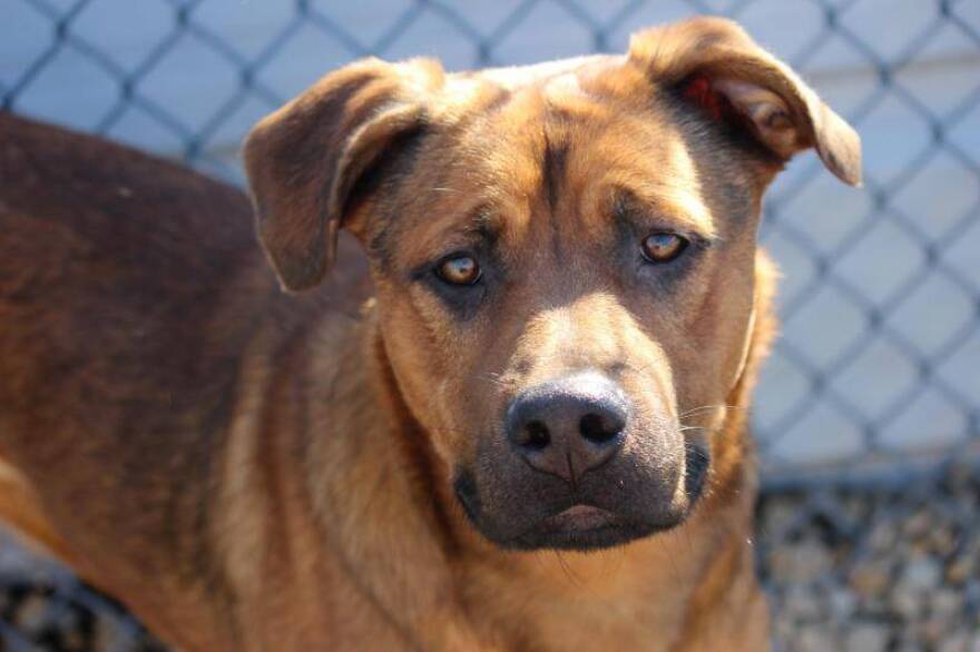 Eleven dogs and three cats were surrendered to Indianapolis Animal Care Services.