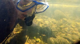 Alexa Maine surveys the Middle Fork of the John Day River, searching for freshwater mussels.