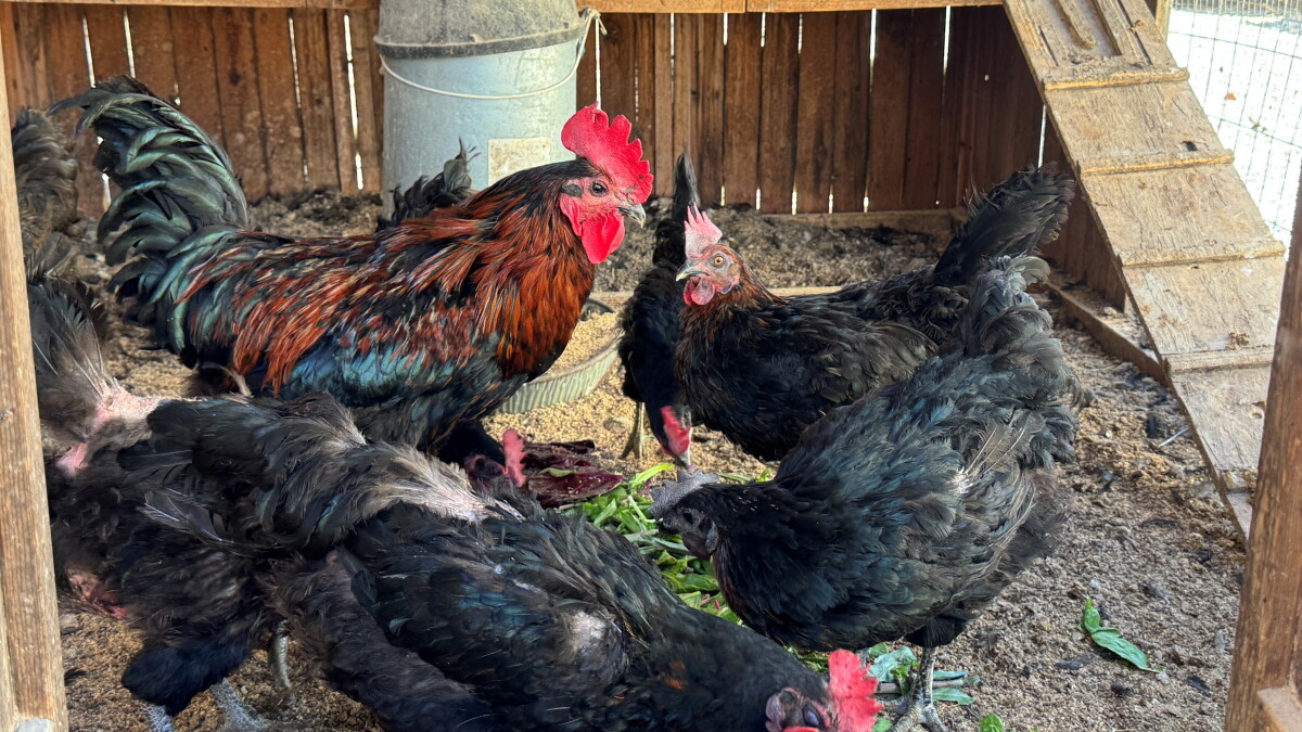 Ventura County's secret weapon against West Nile is...chickens!
