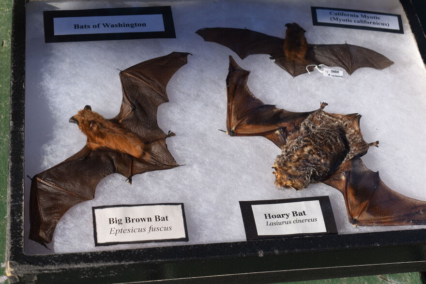 Bat specimens from Bats Northwest show three bat species local to the Northwest, including the Big Brown Bat, Hoary Bat and California Myotis.