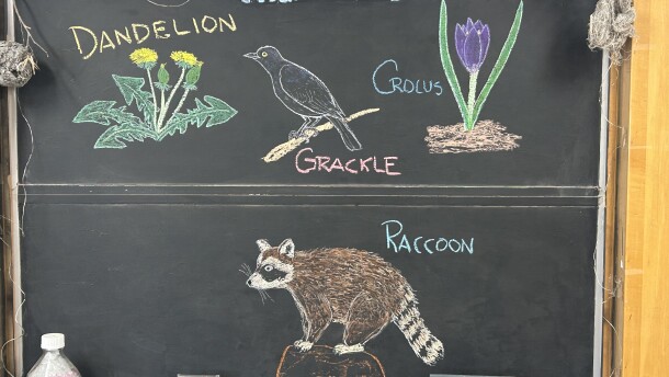 Chalk illustrations show a raccoon, crocus flower, grackle, and dandelion.