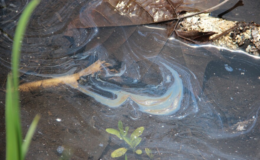 There is still oil left behind. Residual oil bubbles to the surface in a wetland next to the Kalamazoo River.