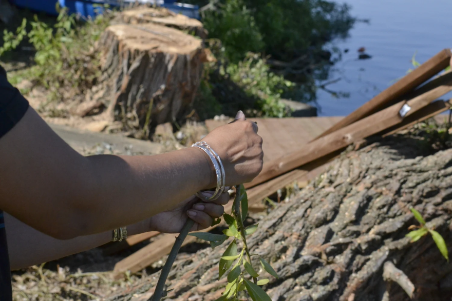 Jasmine Jimerson breaks apart a white willow branch.