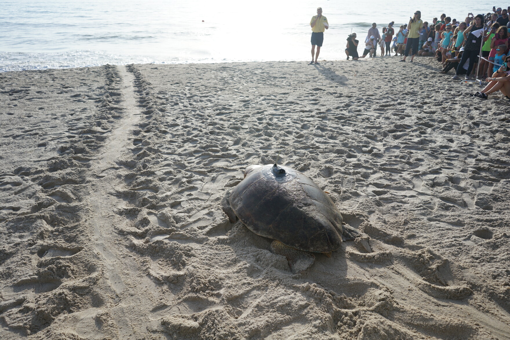 High sea turtle nesting season expected; species not out of danger | WUSF