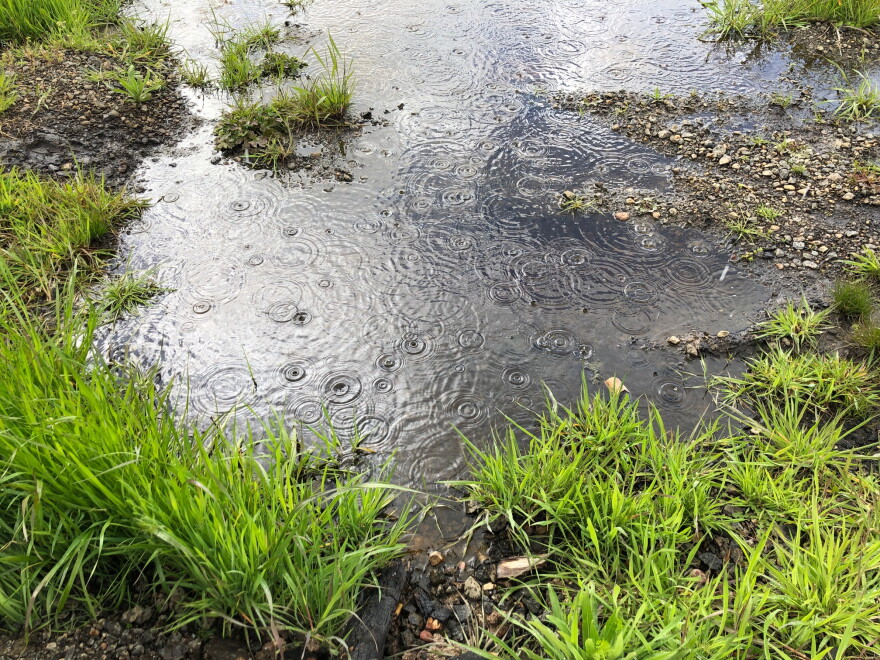 Rainfall in a small bog.