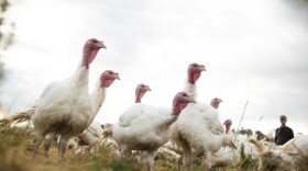 Broad Breasted White turkeys roam their open-air enclosure on the Shenk Family Farm in Newport, N.C. Smaller turkeys are in demand this Thanksgiving as many families plan on staying home rather than attending large gatherings.