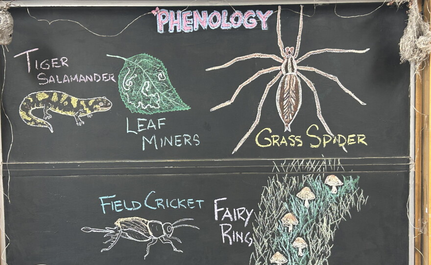 Chalk illustrations show a field cricket, fairy ring of mushrooms, grass spider, leaf miner tracks in a leaf, and a tiger salamander.