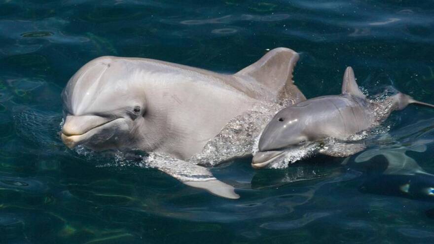 A young Atlantic bottlenose dolphin, like these pictured above, was freed from an illegal gill net in Biscayne Bay by Miami-Dade Marine Patrol Officer Nelson Silva last month.