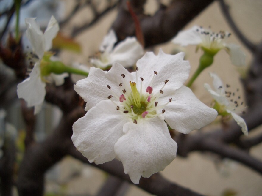 pear blossom