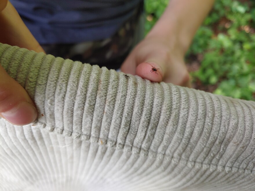 A closeup of a thumb with a tick crawling on it, and another tick on a piece of corduroy.