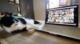 As an experiment in productivity, software company Zapier canceled all meetings for a week. Above, a cat attends a Zoom session.