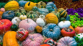 pumpkin patch