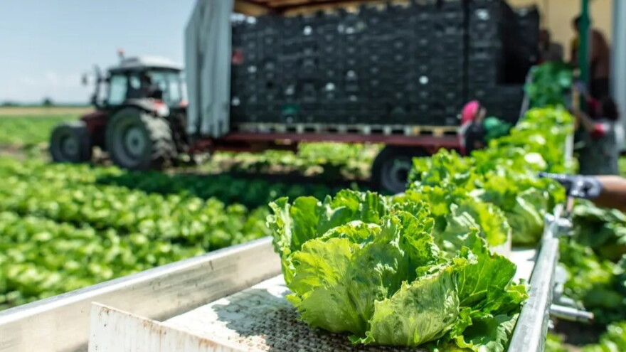Tractor with production line for harvest lettuce automatically. Lettuce iceberg picking machine on the field in farm.